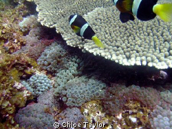 Lots of anemones, and heaps of clown fish :)
Abrolhos Is... by Chloe Taylor 